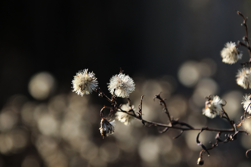 snow-balls