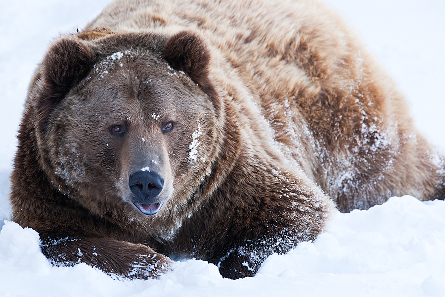 Snow Bear