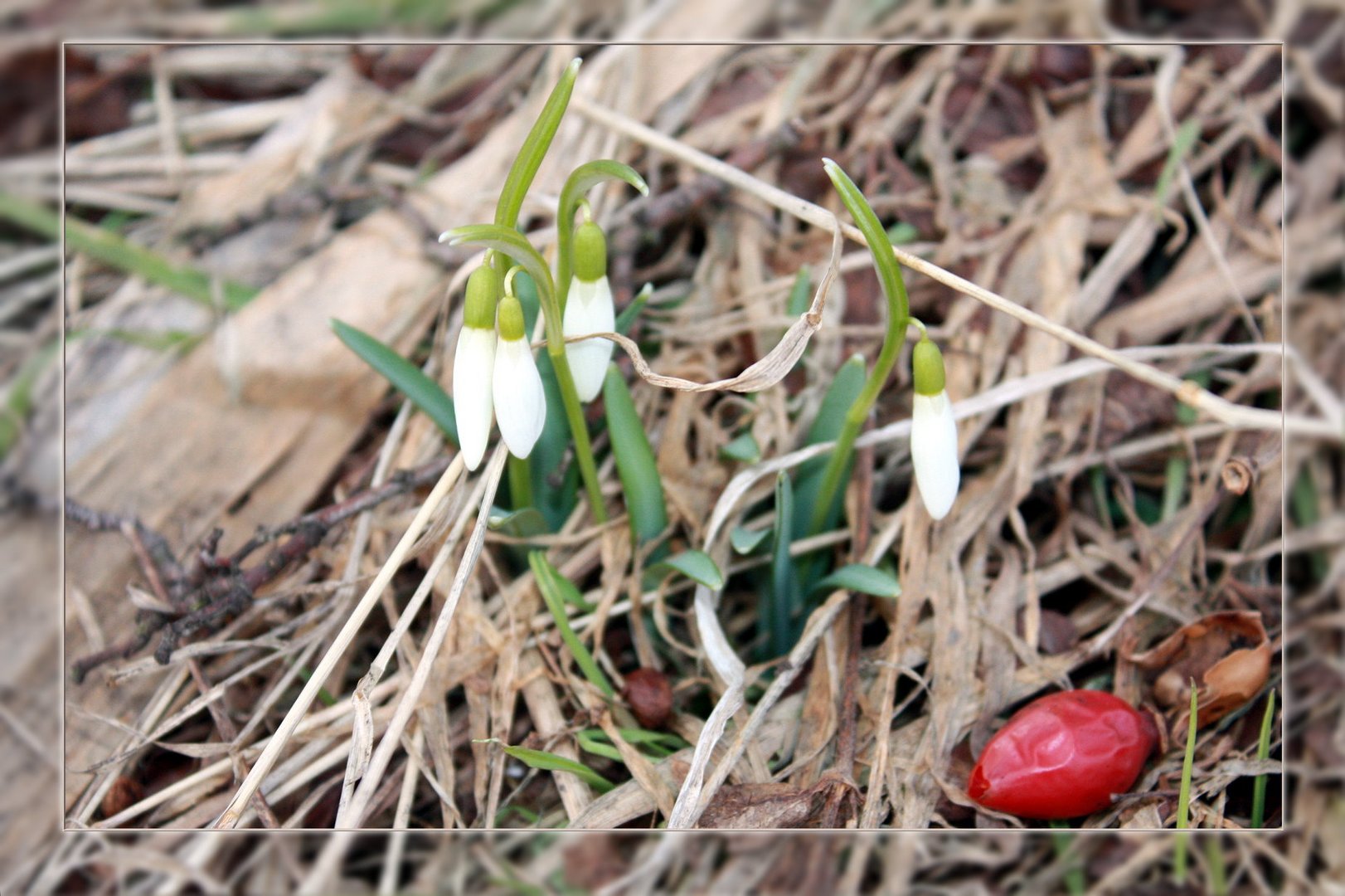 "snow-bells", first greetings of spring