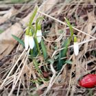 "snow-bells", first greetings of spring