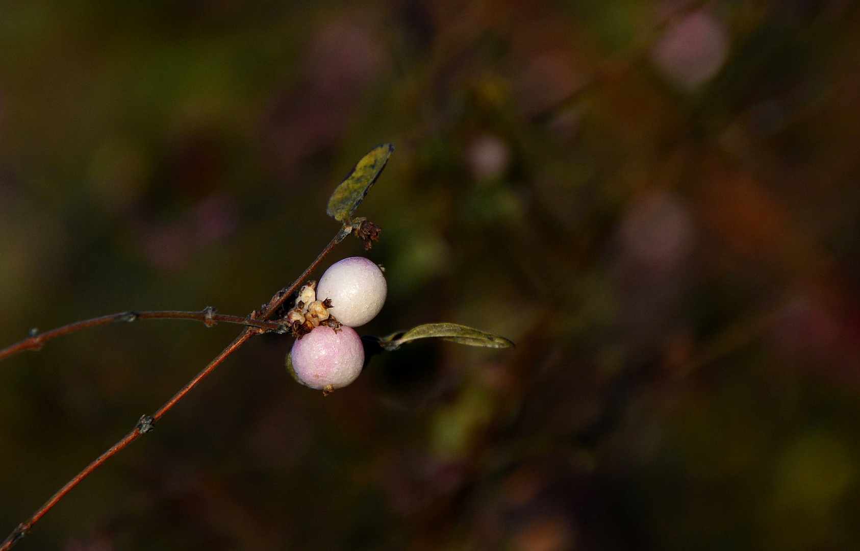 #...snow berries ( Schneebeeren).........#