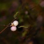 #...snow berries ( Schneebeeren).........#