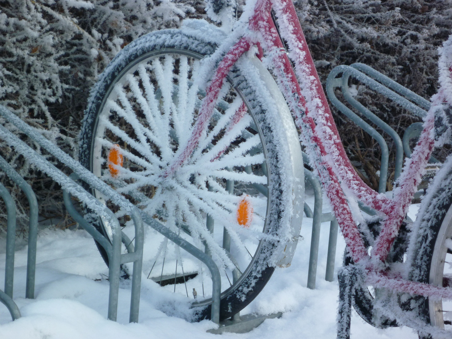 snow bike...