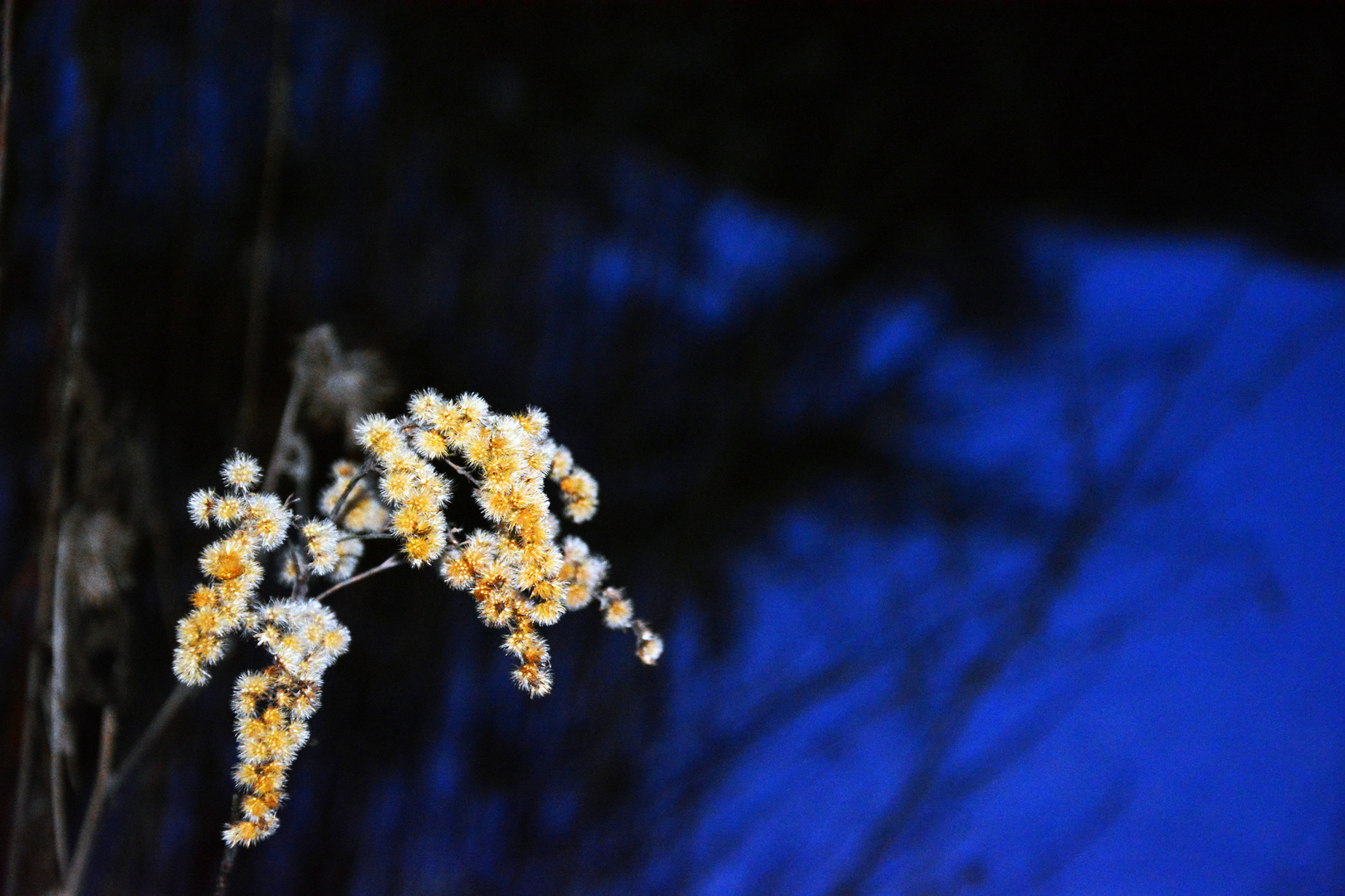 Snow blossom