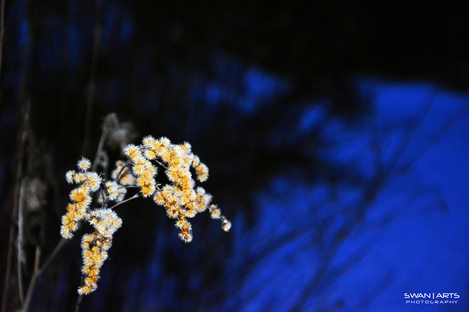 Snow blossom