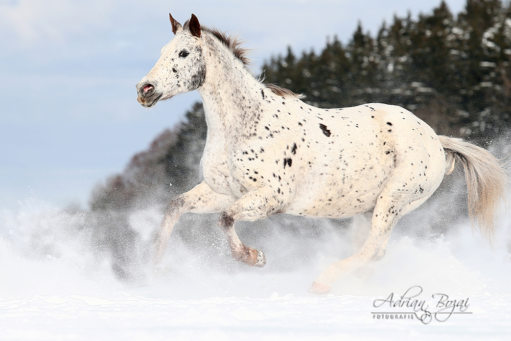 Snow Bombe