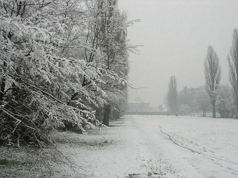 snow branches