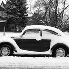 Snow-Bug