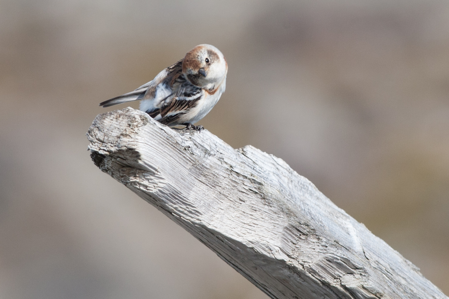 Snow bunting