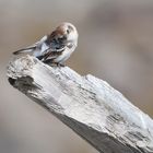 Snow bunting