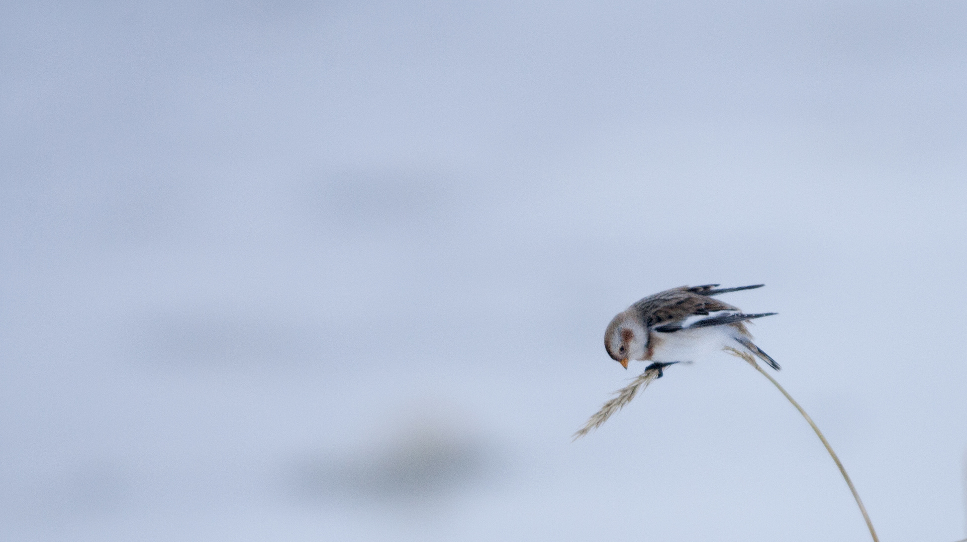 Snow bunting