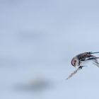 Snow bunting