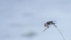 Snow bunting