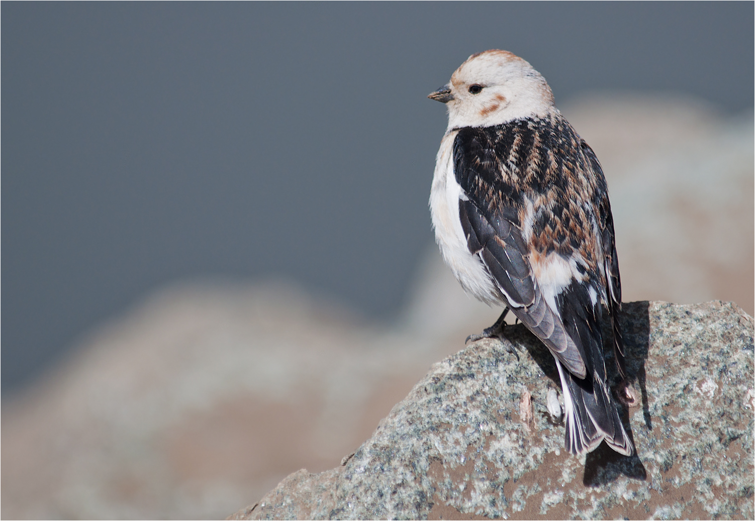 Snow bunting