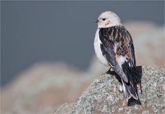 Snow bunting