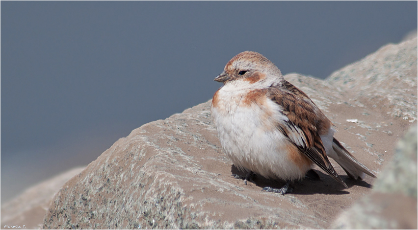 Snow bunting