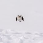 Snow bunting with style