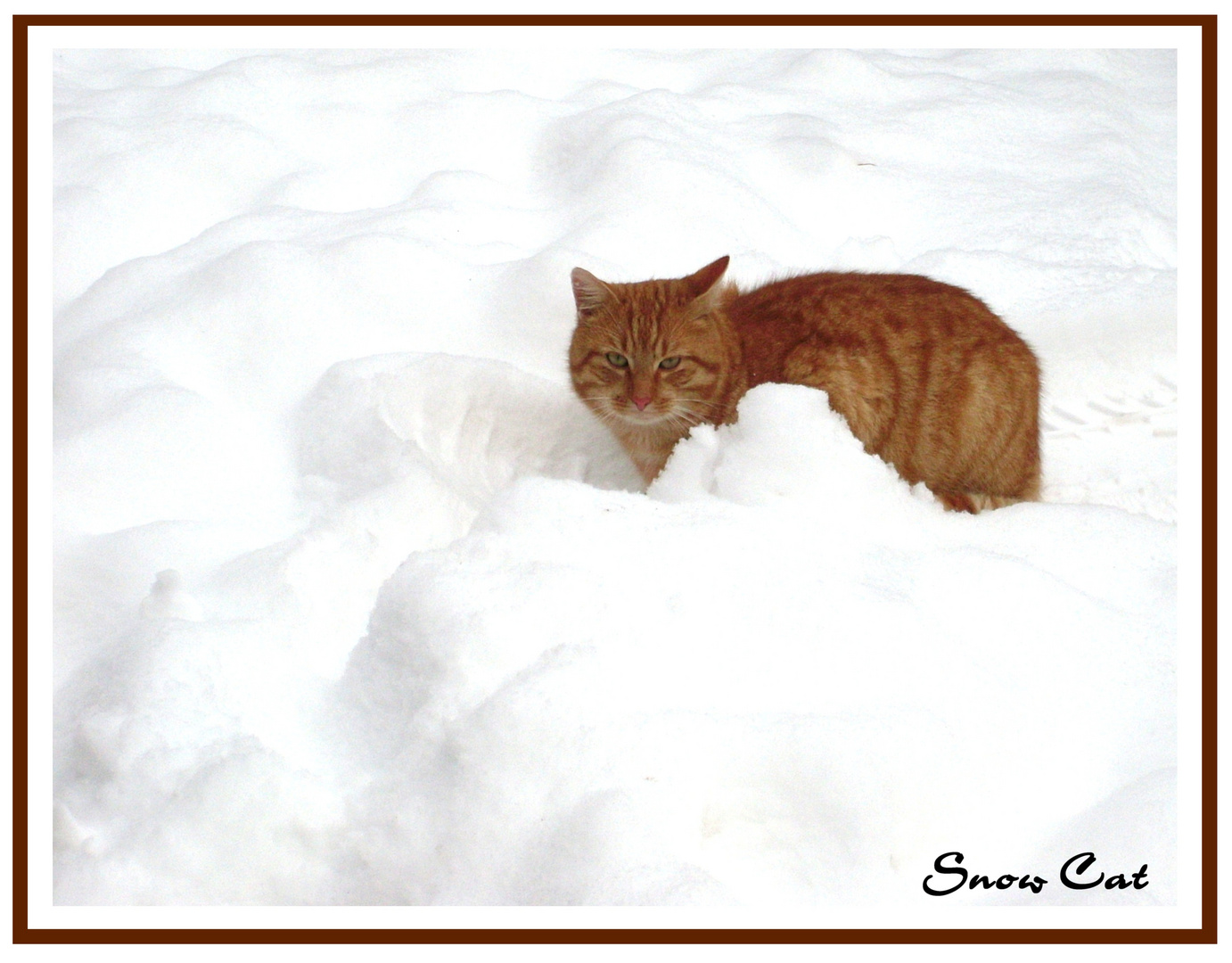 Snow Cat