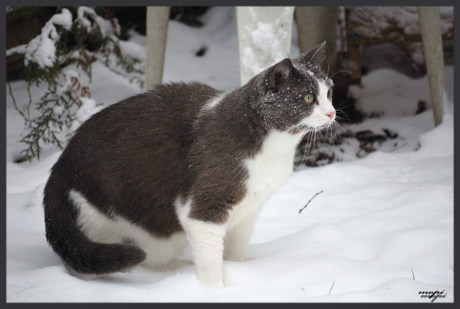 Snow-Cat