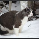 Snow-Cat