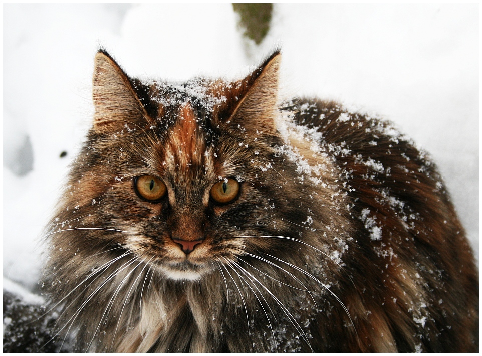 Snow Cat