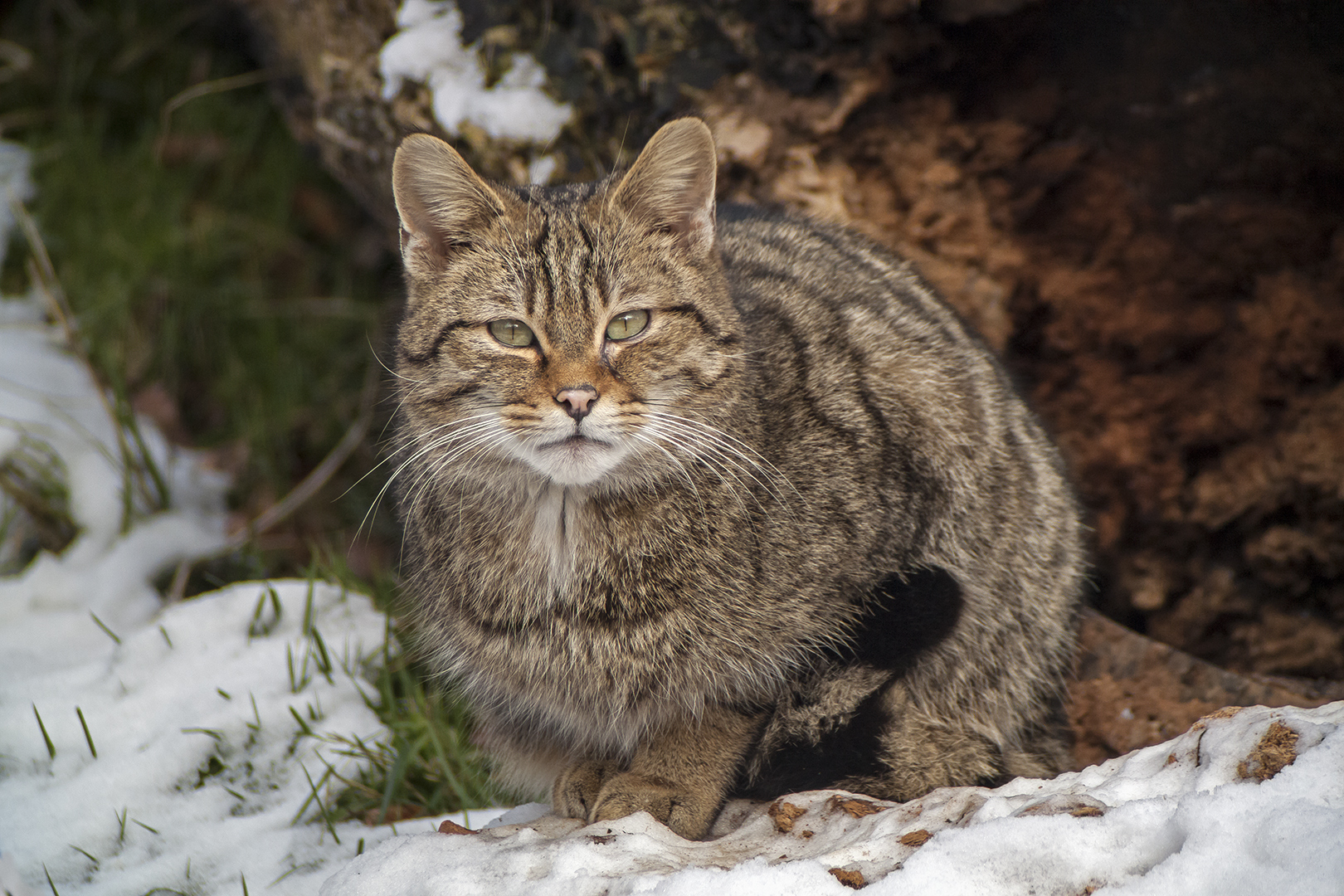 SNOW-CAT