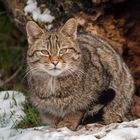 SNOW-CAT