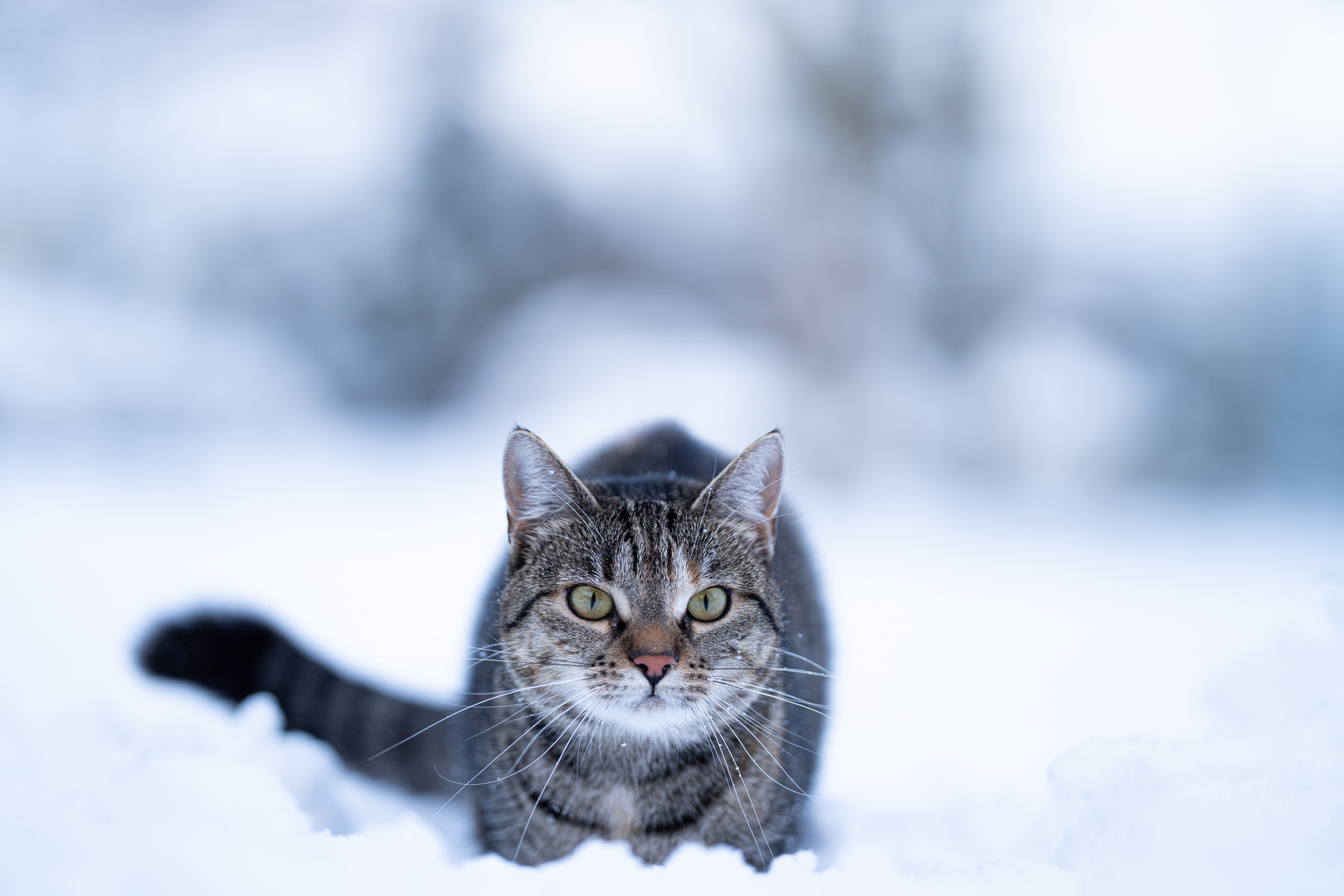 Snow Cat 