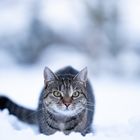 Snow Cat 