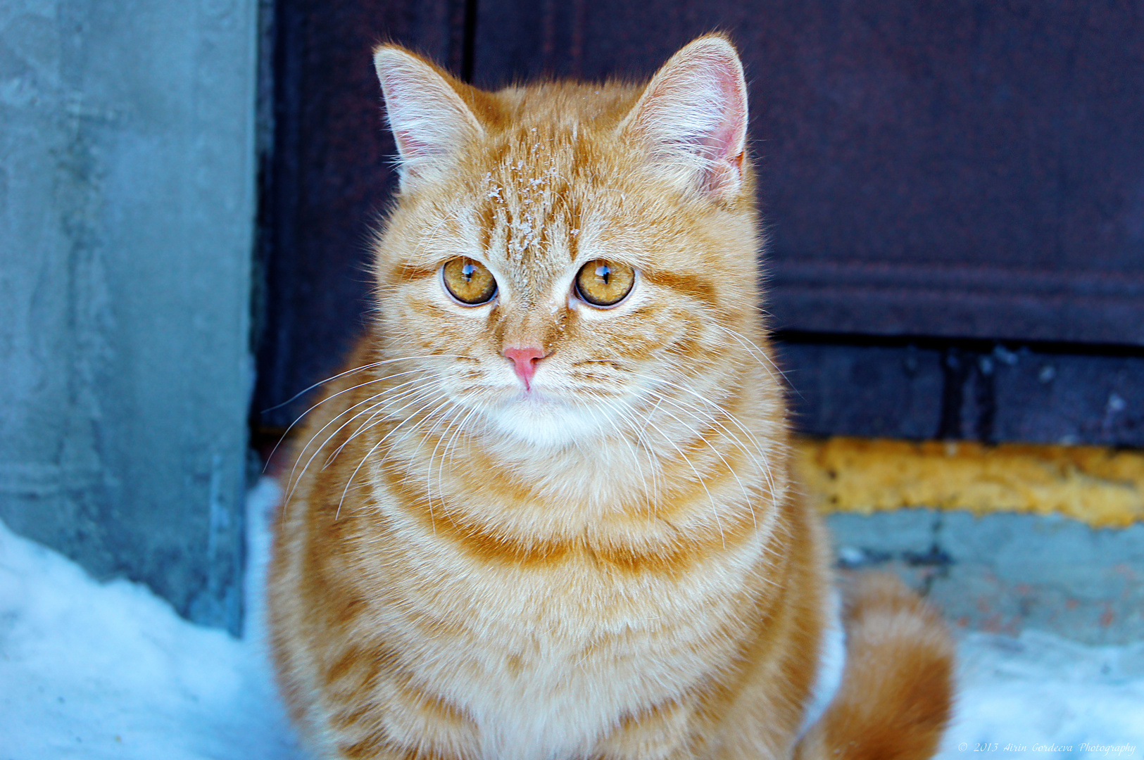 Snow cat