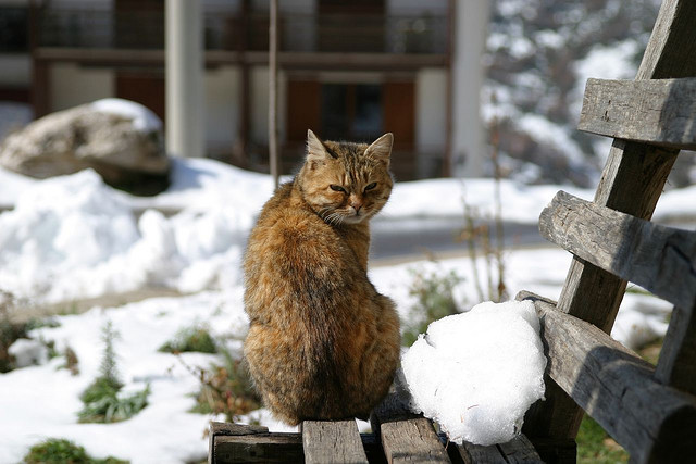 Snow Cat