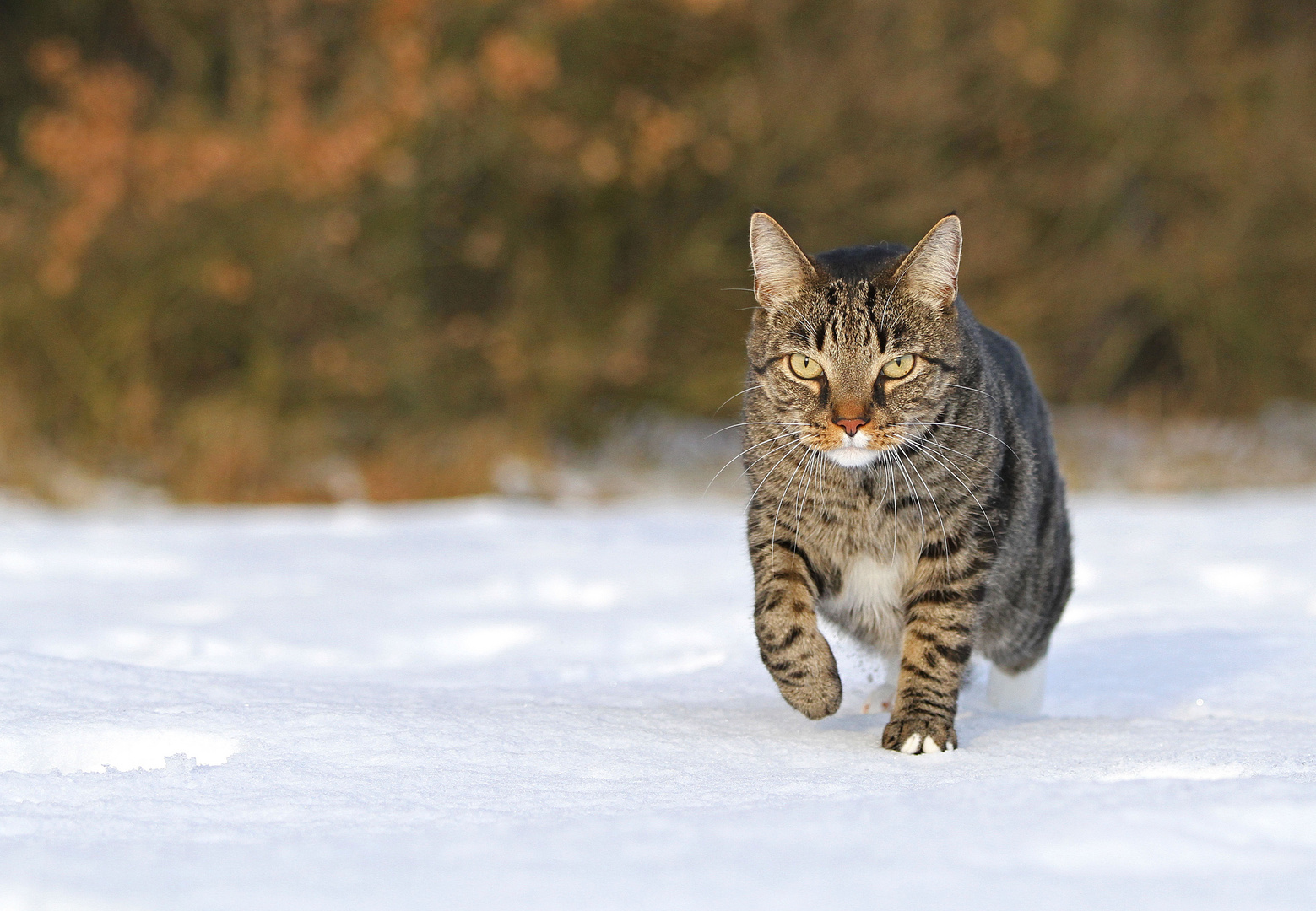 * Snow-Catwalk *