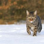 * Snow-Catwalk *