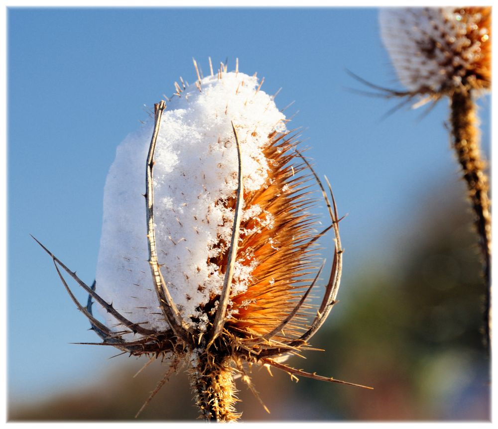 snow covered