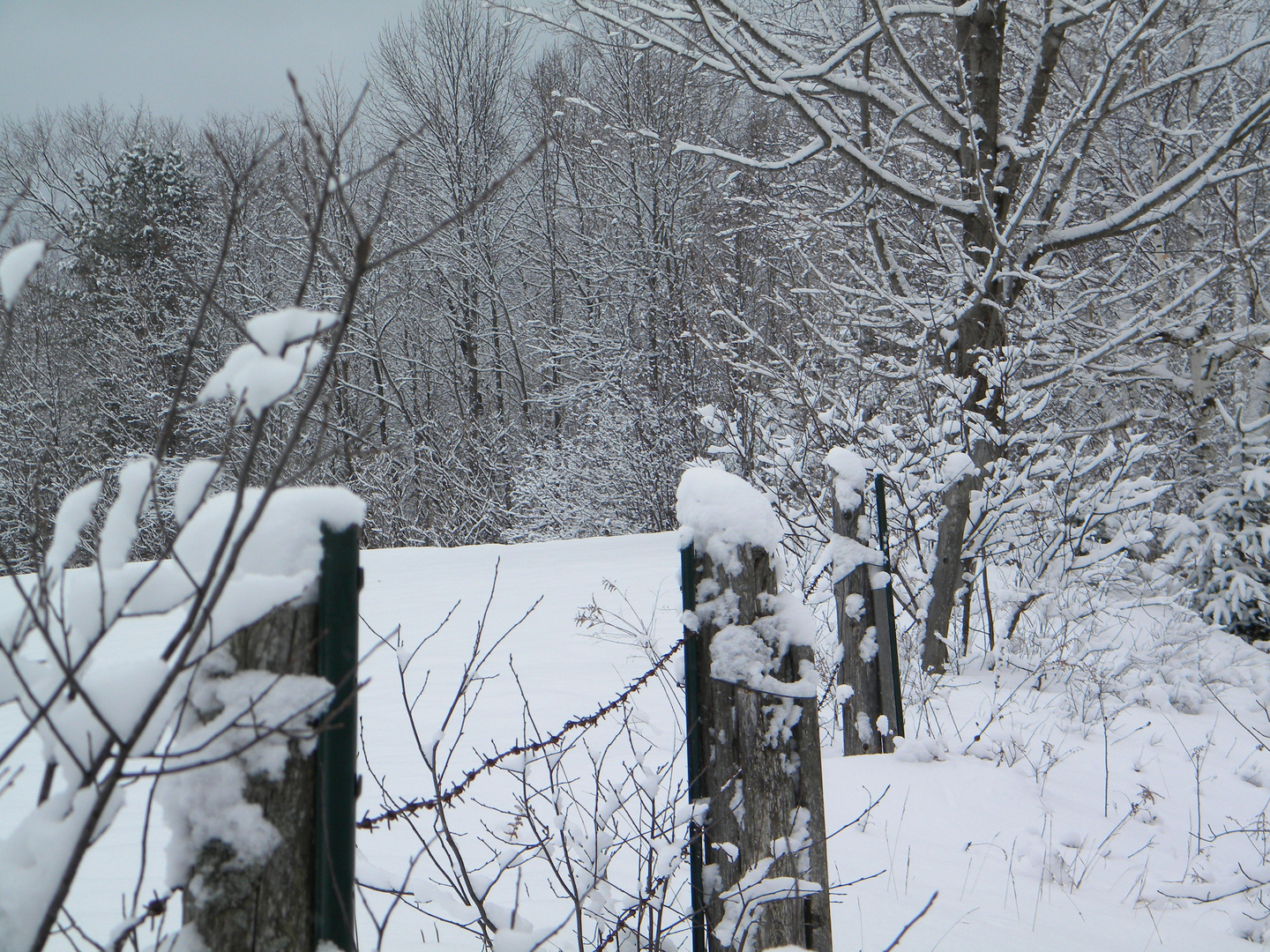 Snow Covered Fence