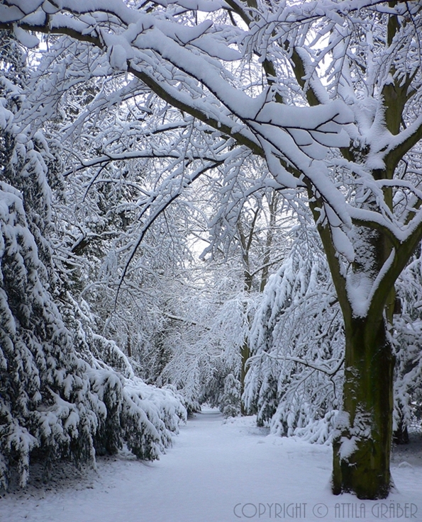 snow-covered path