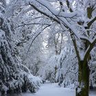 snow-covered path