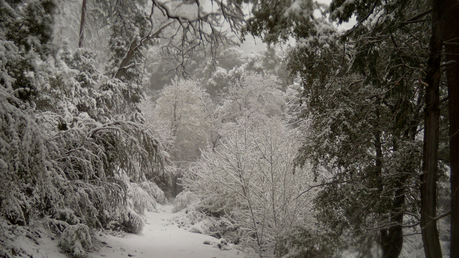 snow covered trail