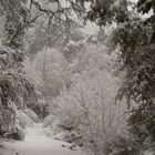 snow covered trail