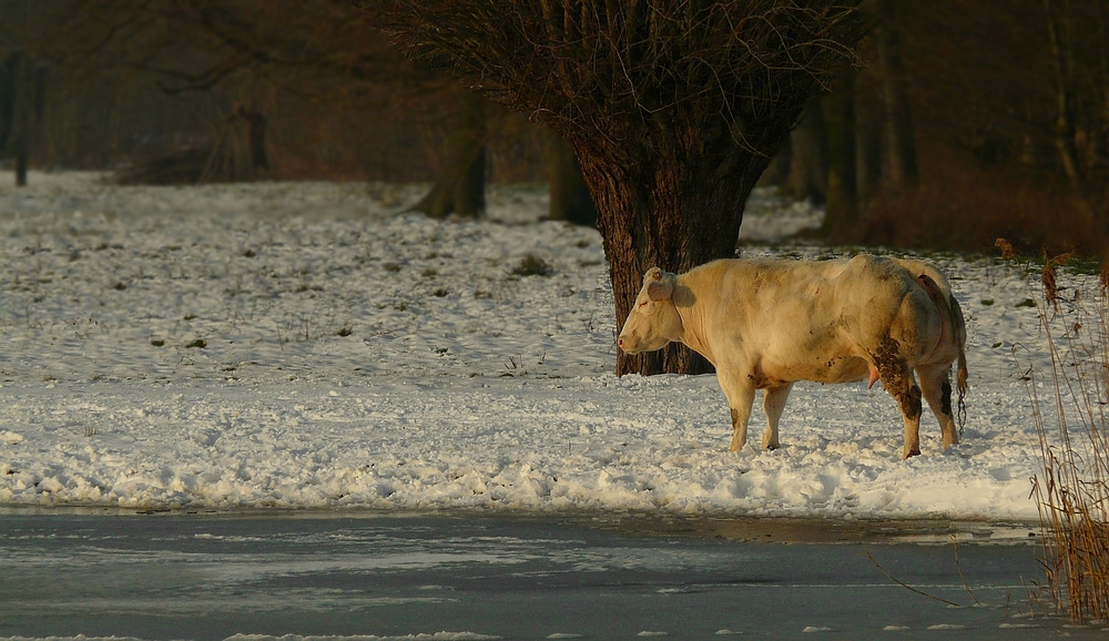 Snow cow