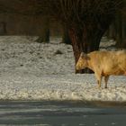 Snow cow