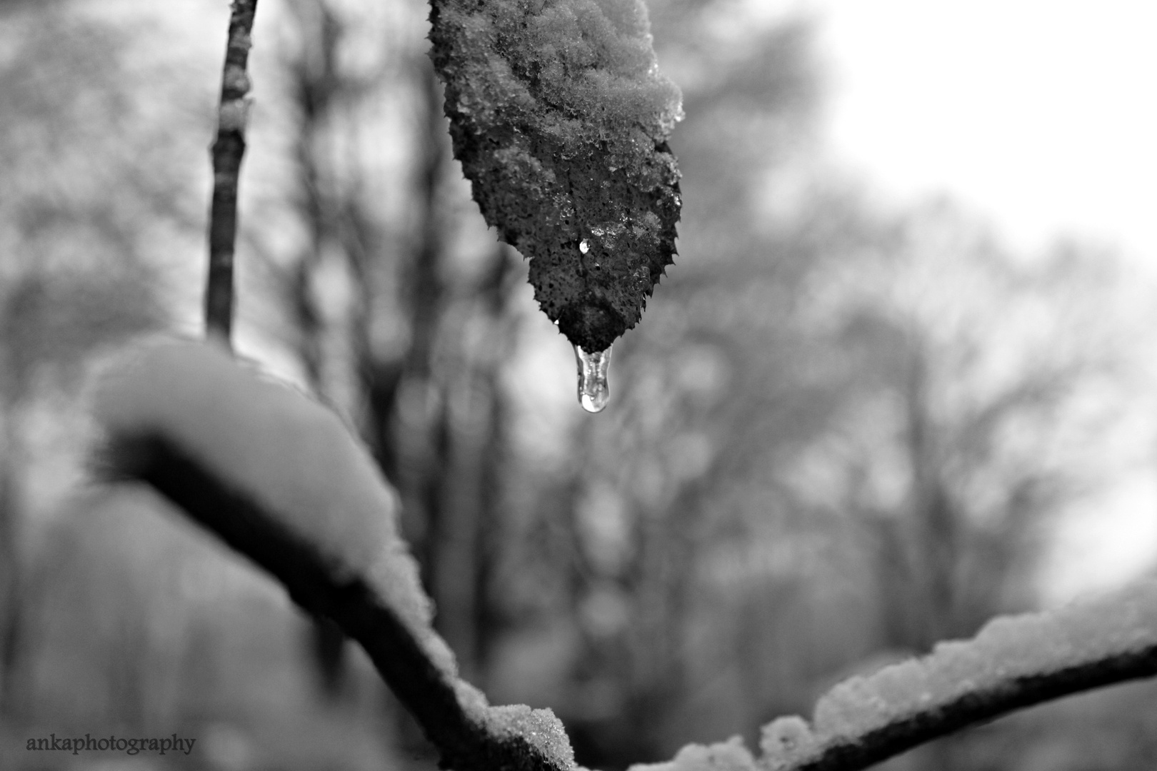 snow crystal.