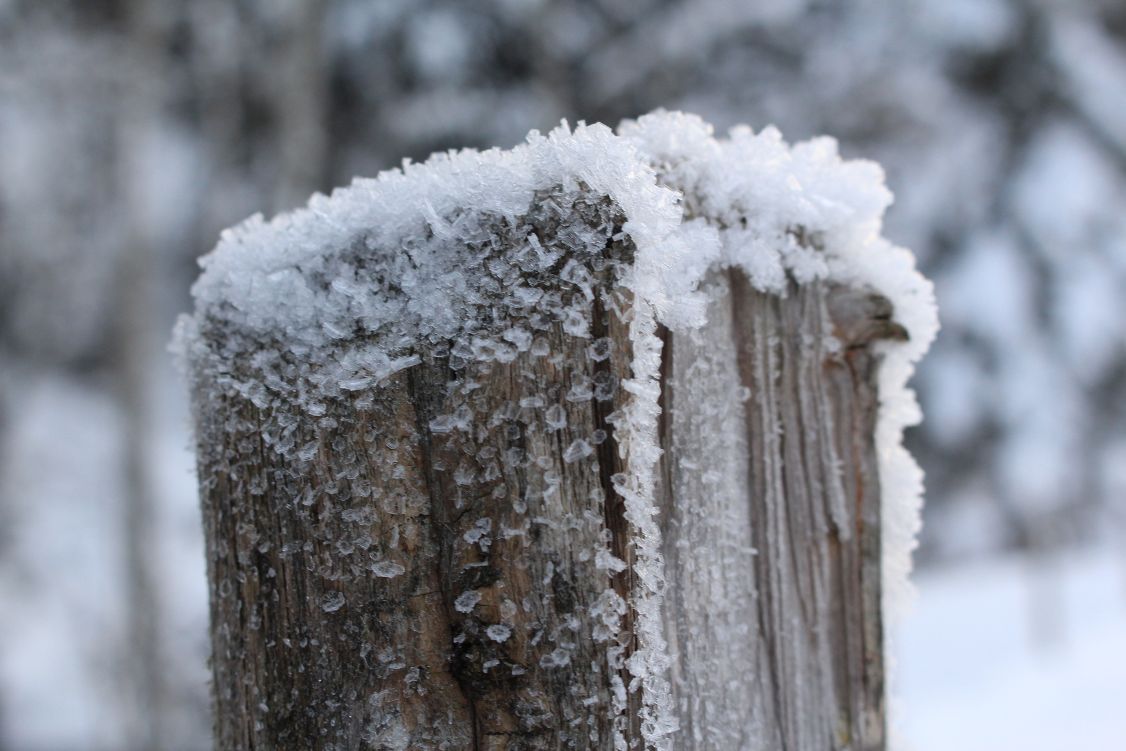 Snow Crystals