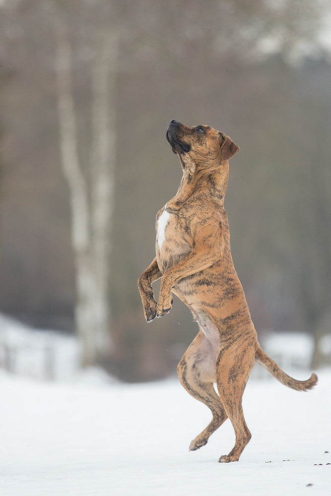 snow dance