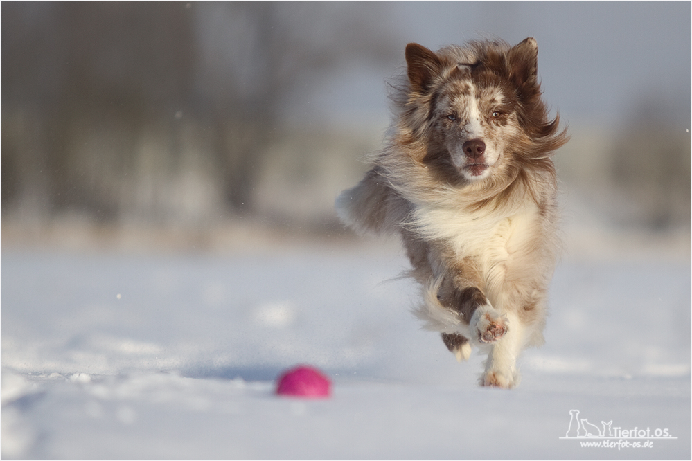 Snow Dancer...