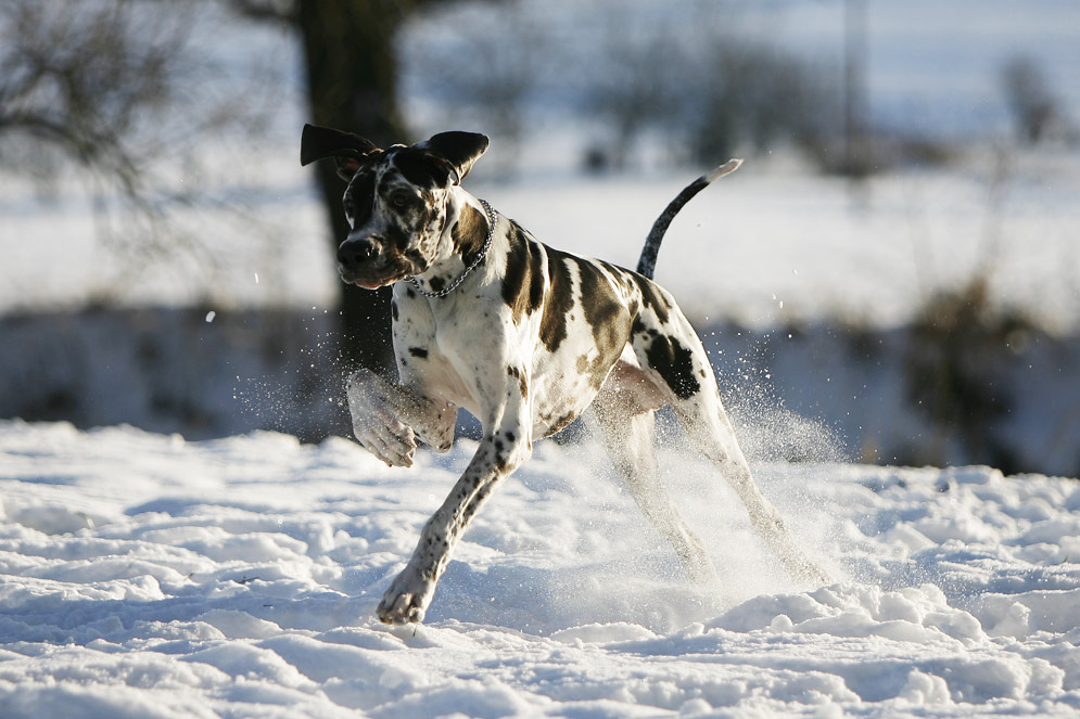 ...snow dancer...