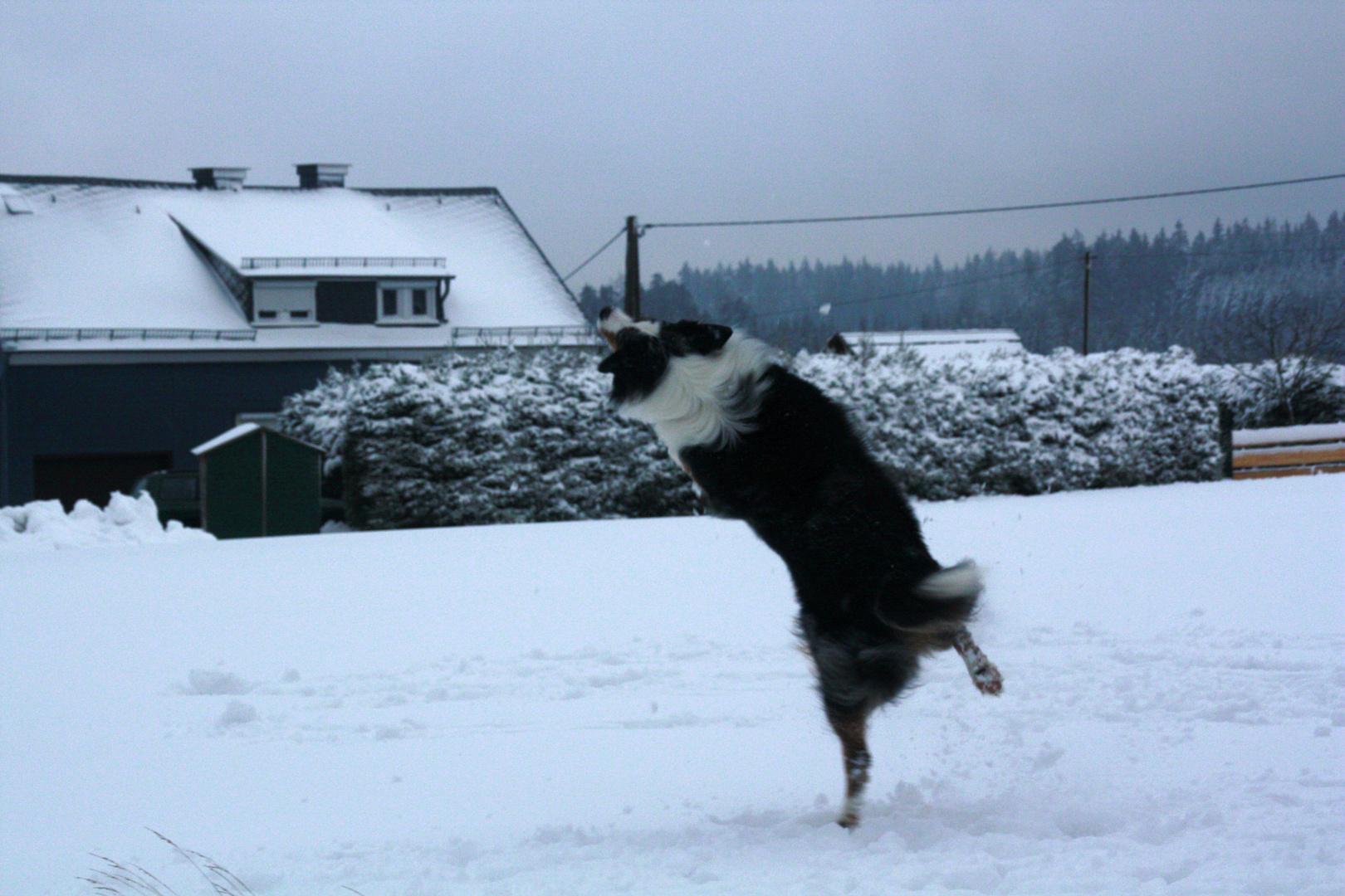 Snow-Dancing-Dog 2011