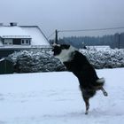 Snow-Dancing-Dog 2011