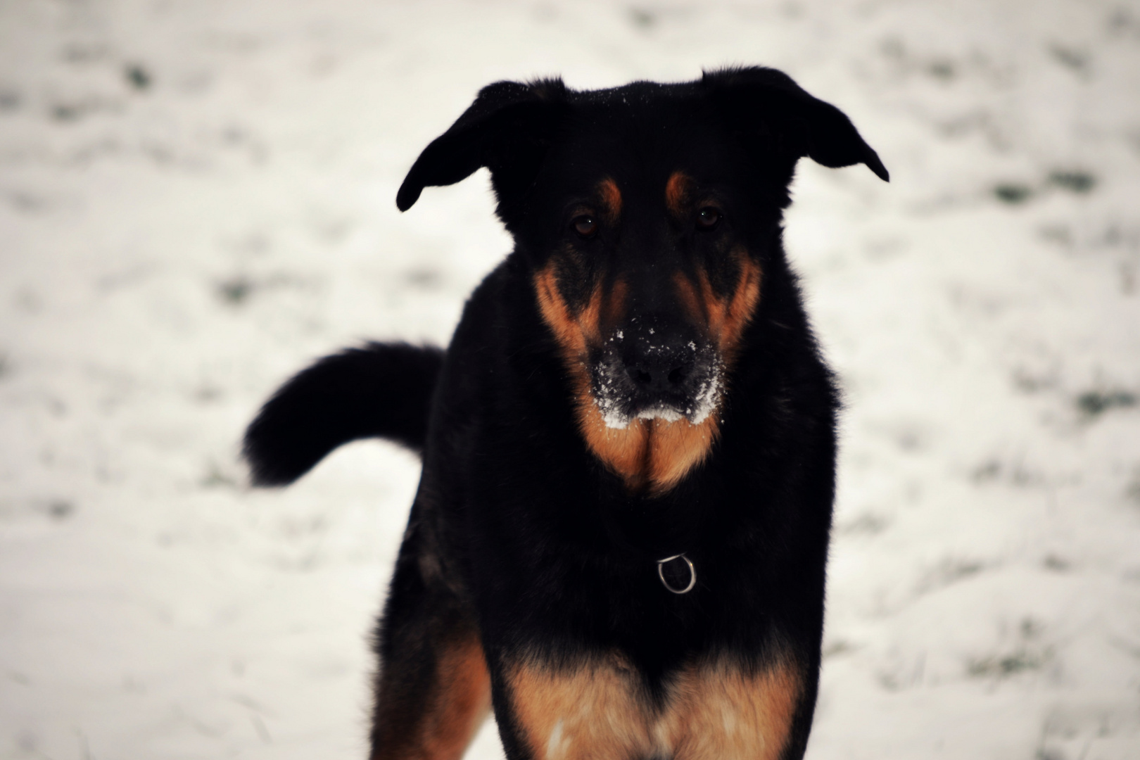 snow dog