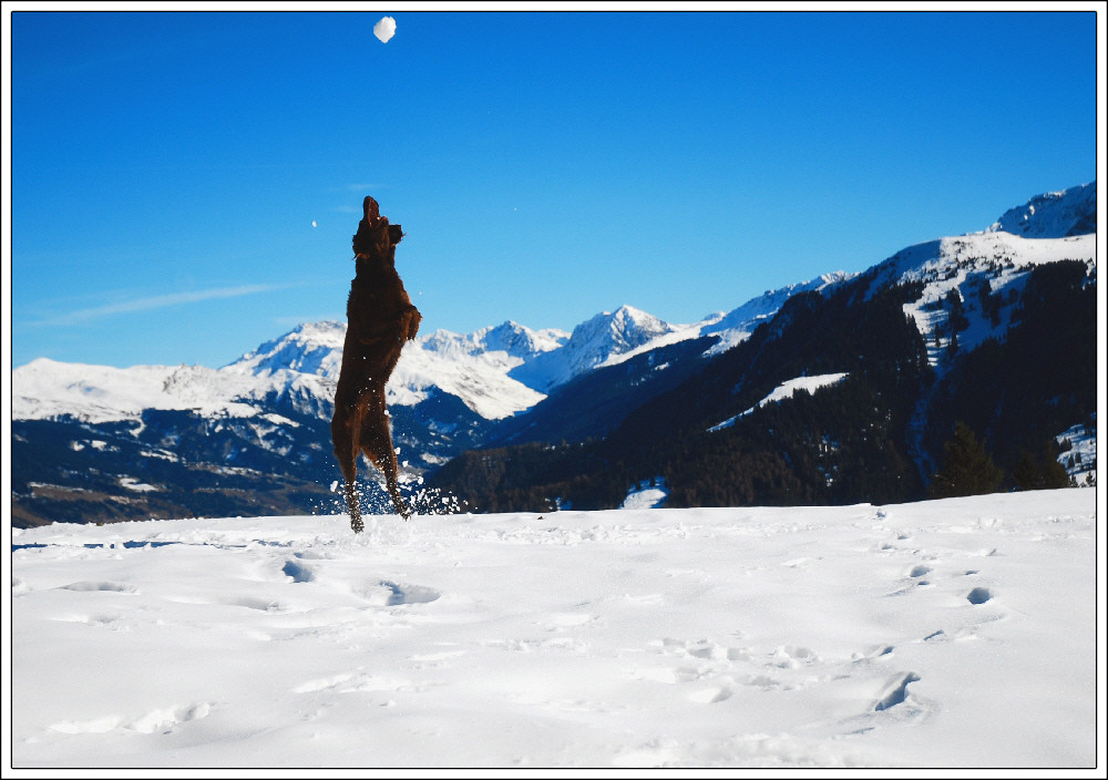 Snow Dog